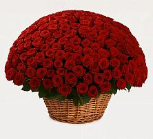 Премиум букет из: Розы в Александрии